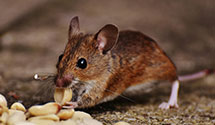 24 Hour & Emergency Exterminators in Blacksburg, VA